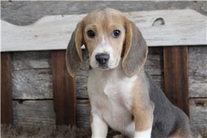 Penny - Beagle for sale