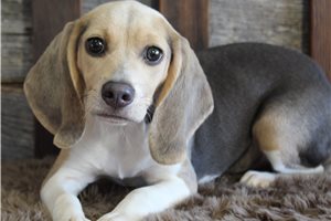 Paddington - Beagle for sale