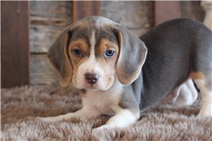 Eddie - Beagle for sale