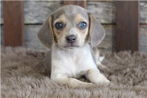 Maguire - puppy for sale
