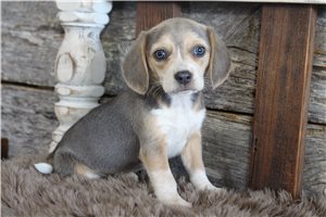 Mabel - Beagle for sale