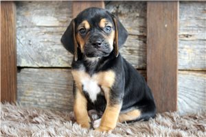 Liam - Beagle for sale