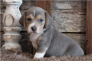 Aurora - puppy for sale