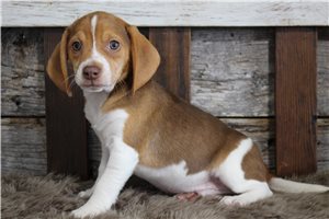 Reid - Beagle for sale