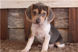 Onyx - Beagle for sale