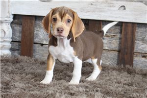 Regina - Beagle for sale