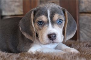 Natasha - puppy for sale