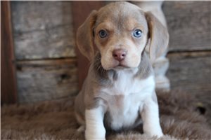 Mage - Beagle for sale