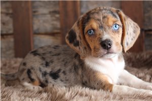 Fernando - Beagle for sale