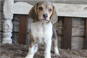 Sullivan - Beagle for sale