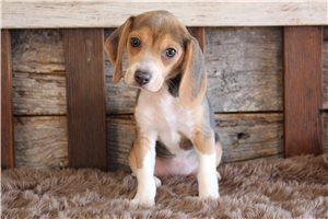 Elsie - Beagle for sale