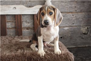 James - Beagle for sale