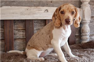 Faye - Beagle for sale