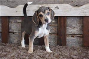 Madeline - Beagle for sale