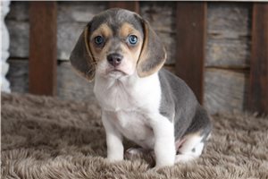 Yeardley - Beagle for sale