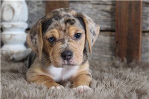 Hunter - Beagle for sale