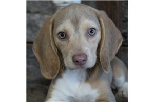 Elise - Beagle for sale
