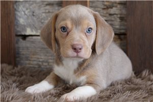 Trevor - Beagle for sale