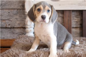 Amelia - puppy for sale