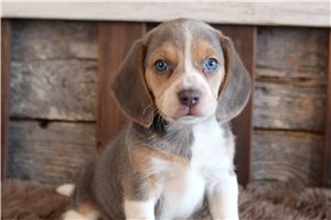 Emerson - Beagle for sale