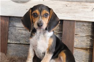 Noah - Beagle for sale