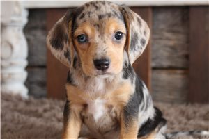Fatima - Beagle for sale