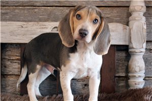 Andrew - Beagle for sale