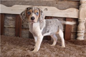 Oakley - puppy for sale