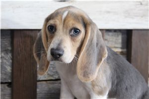 Arnold - Beagle for sale