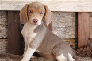 Olivia - puppy for sale
