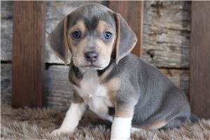 Natalie - Beagle for sale
