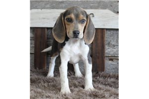 Kinsley - Beagle for sale