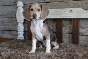 Alice - puppy for sale