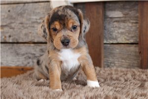 Omar - puppy for sale