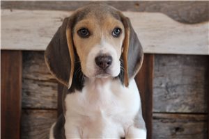 Fabian - Beagle for sale