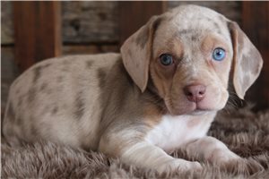 Luna - puppy for sale
