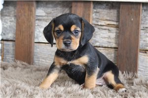 Hermes - puppy for sale