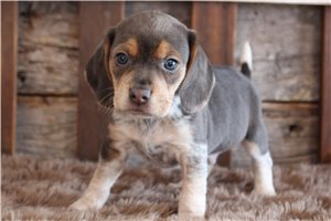 Isaac - puppy for sale