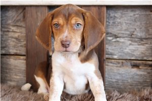 Bella - puppy for sale