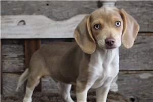 Dennis - Beagle for sale