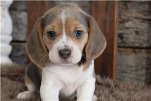 Chantilly - Beagle for sale