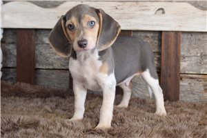 Nathan - Beagle for sale