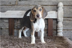 Mackenzie - Beagle for sale