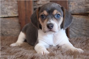 Natoya - Beagle for sale