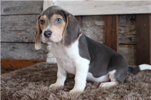 Nathan - Beagle for sale