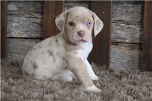 Heidi - puppy for sale