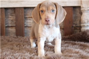Bennett - puppy for sale