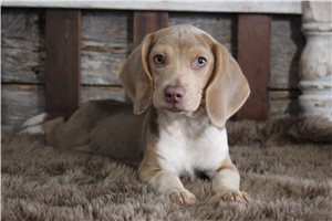 Benjamin - Beagle for sale
