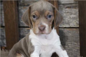 Liam - puppy for sale