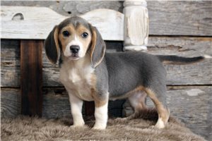 Penny - Beagle for sale